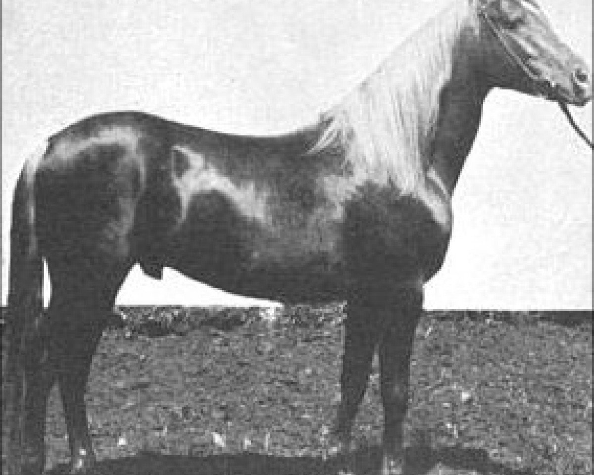stallion Harara ox (Arabian purebred, 1912, from Deyr 1904 DB)