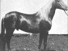 Deckhengst Harara ox (Vollblutaraber, 1912, von Deyr 1904 DB)