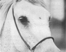 broodmare Hestia ox (Arabian thoroughbred, 1952, from Jedran ox)