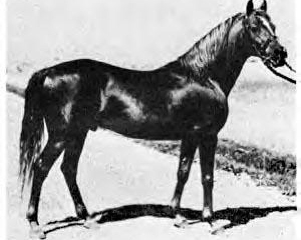 stallion Antez ox (Arabian thoroughbred, 1921, from Harara ox)