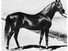 stallion Antez ox (Arabian thoroughbred, 1921, from Harara ox)