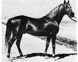 stallion Antez ox (Arabian thoroughbred, 1921, from Harara ox)