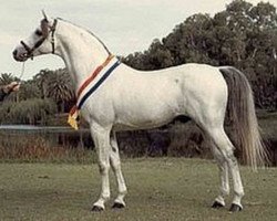 stallion Aethon ox (Arabian thoroughbred, 1963, from Spindrift ox)