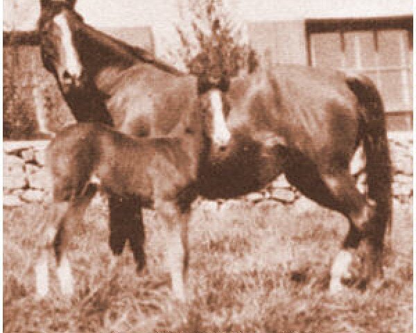 stallion Kasar ox (Arabian thoroughbred, 1929, from Letan ox)