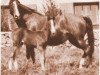 Deckhengst Kasar ox (Vollblutaraber, 1929, von Letan ox)