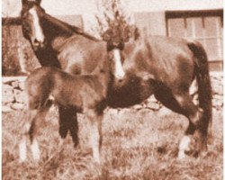 Deckhengst Kasar ox (Vollblutaraber, 1929, von Letan ox)