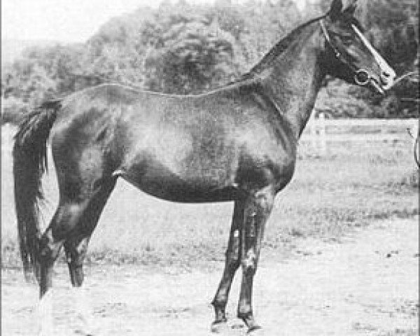 broodmare Ramim EAO (Arabian thoroughbred, 1915, from Berk 1903 ox)