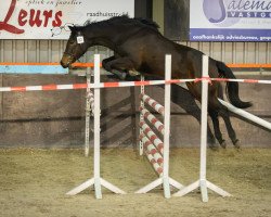 broodmare elite balia pj (KWPN (Royal Dutch Sporthorse), 2009, from Ustinov)