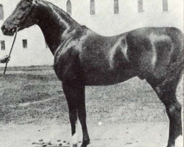 stallion Khaled ox (Arabian thoroughbred, 1895, from Nimr 1891 ox)