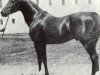 Deckhengst Khaled ox (Vollblutaraber, 1895, von Nimr 1891 ox)