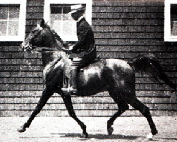 stallion Sidi ox (Arabian thoroughbred, 1917, from Khaled ox)