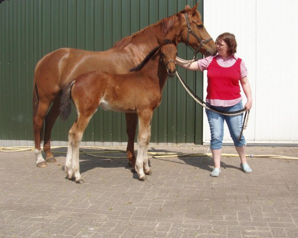 broodmare Charmette Balia PJ (KWPN (Royal Dutch Sporthorse), 2007, from Ustinov)