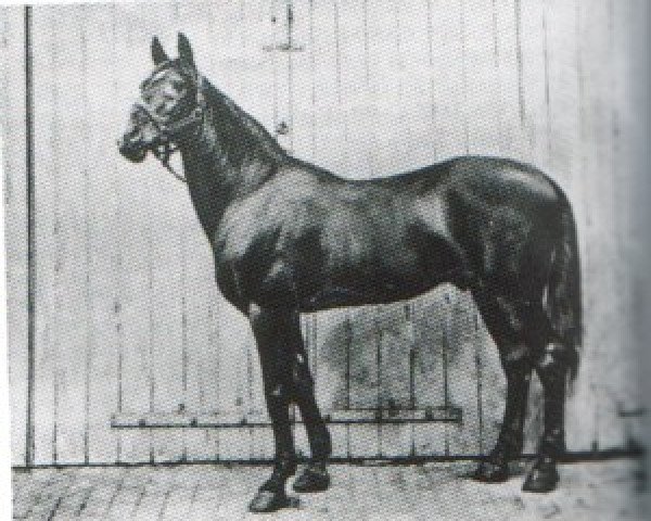 stallion El Emir DB (Arabian thoroughbred, 1873)
