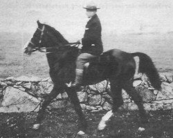 stallion Imamzada ox (Arabian thoroughbred, 1891, from Imam 1886 ox)