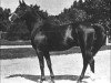 stallion Rehal EAO (Arabian thoroughbred, 1923, from Sidi ox)