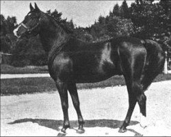 stallion Rehal EAO (Arabian thoroughbred, 1923, from Sidi ox)