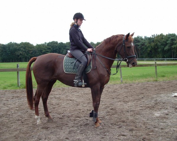 broodmare Natallia (KWPN (Royal Dutch Sporthorse), 1995, from Glennridge)