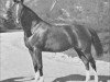 broodmare Rabiyat EAO (Arabian thoroughbred, 1926, from Rehal EAO)