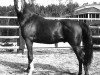 stallion Gulastra ox (Arabian thoroughbred, 1924, from Astraled 1900 ox)