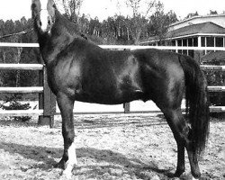 stallion Gulastra ox (Arabian thoroughbred, 1924, from Astraled 1900 ox)