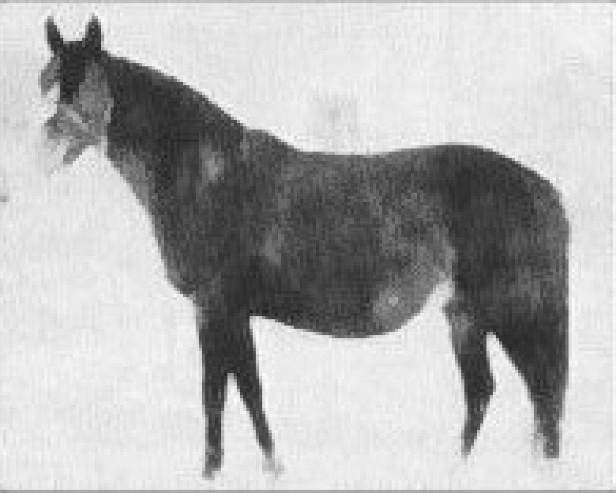 broodmare Rokhsa EAO (Arabian purebred, 1915, from Nasik 1908 ox)