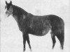 broodmare Rokhsa EAO (Arabian thoroughbred, 1915, from Nasik 1908 ox)