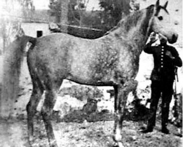 Deckhengst Egipto ox (Vollblutaraber, 1919, von Wan Dick 1898 ox)