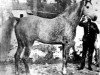 Deckhengst Egipto ox (Vollblutaraber, 1919, von Wan Dick 1898 ox)