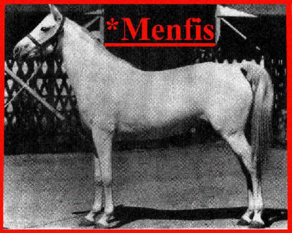 Zuchtstute Menfis ox (Vollblutaraber, 1927, von Egipto ox)