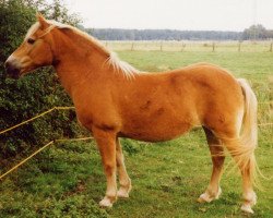 horse Guta (Haflinger, 1972, from Nestor)