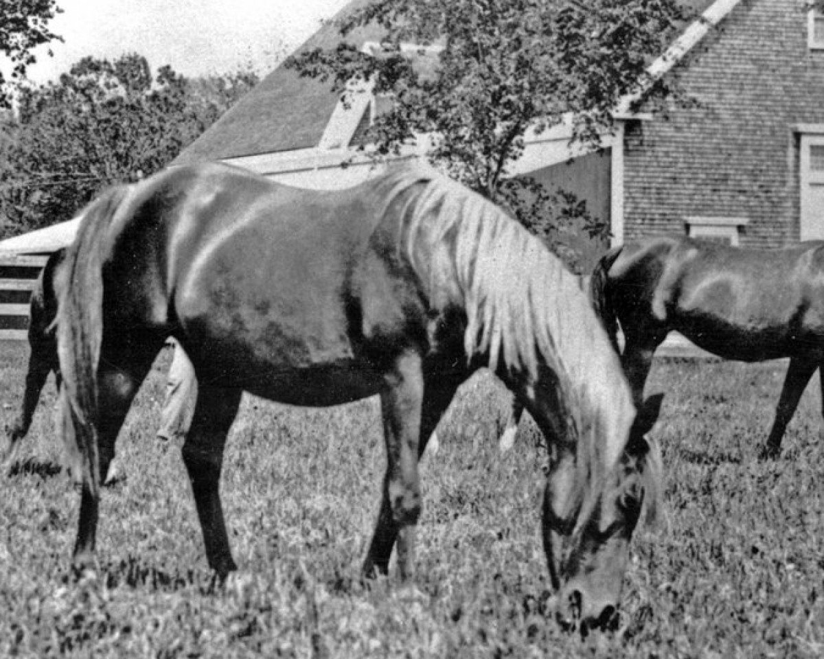 broodmare Haffia 1906 DB (Arabian purebred, 1906, from A Hamdani Simri ox)