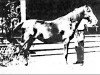 Zuchtstute Bushra 1889 ox (Vollblutaraber, 1889, von Azrek 1881 DB)