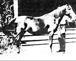 broodmare Bushra 1889 ox (Arabian thoroughbred, 1889, from Azrek 1881 DB)