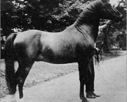 stallion Anazeh ox (Arabian thoroughbred, 1890, from Leopard DB)