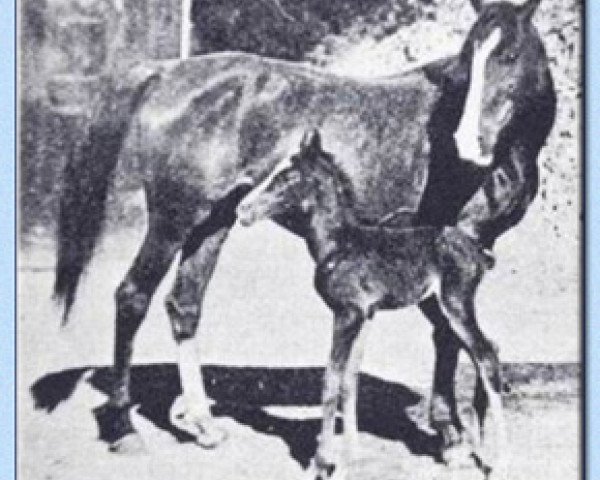 broodmare Sheba ox (Arabian thoroughbred, 1902, from Mannaky jr. ox)