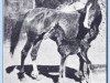 broodmare Sheba ox (Arabian thoroughbred, 1902, from Mannaky jr. ox)