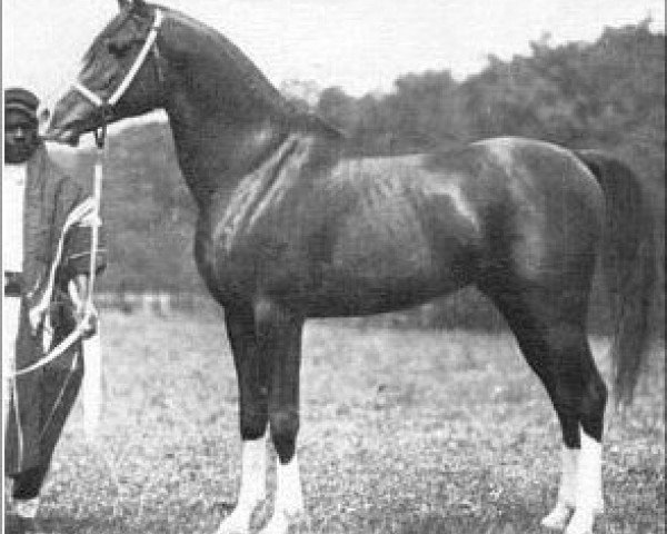 stallion Ibn Mahruss ox (Arabian thoroughbred, 1901, from Mahruss II EAO)