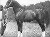 stallion Ibn Mahruss ox (Arabian thoroughbred, 1901, from Mahruss II EAO)
