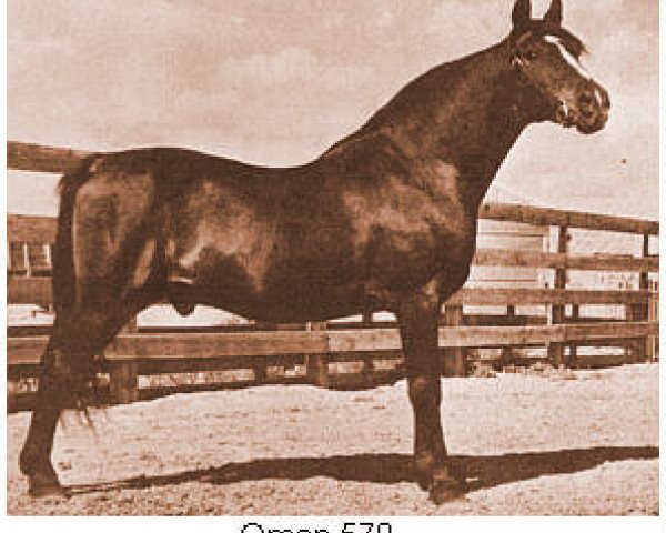 Deckhengst Oman 1926 ox (Vollblutaraber, 1926, von El Sabok 1916 ox)