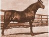 Deckhengst Oman 1926 ox (Vollblutaraber, 1926, von El Sabok 1916 ox)