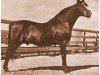 stallion Oman 1926 ox (Arabian thoroughbred, 1926, from El Sabok 1916 ox)