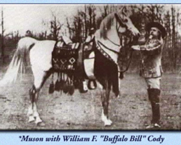 stallion Muson DB (Arabian thoroughbred, 1899)
