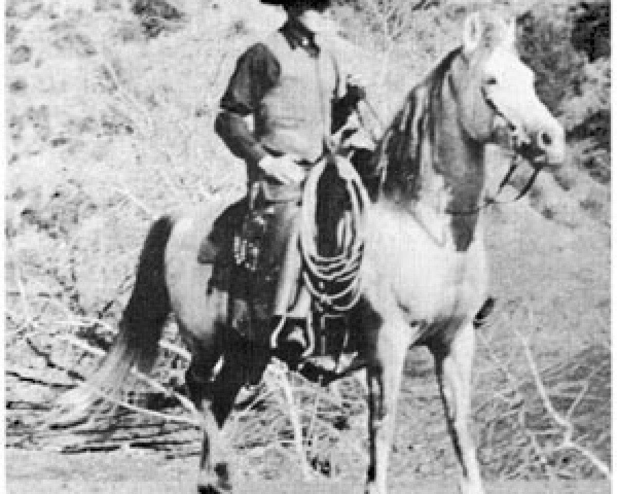 Deckhengst Letan ox (Vollblutaraber, 1909, von Muson DB)