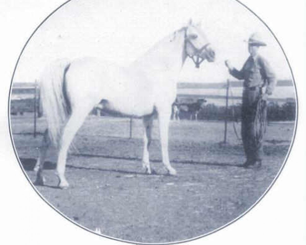 stallion Akil ox (Arabian purebred, 1925, from Letan ox)
