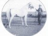 stallion Akil ox (Arabian thoroughbred, 1925, from Letan ox)