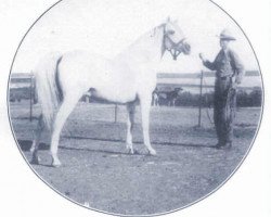 stallion Akil ox (Arabian thoroughbred, 1925, from Letan ox)