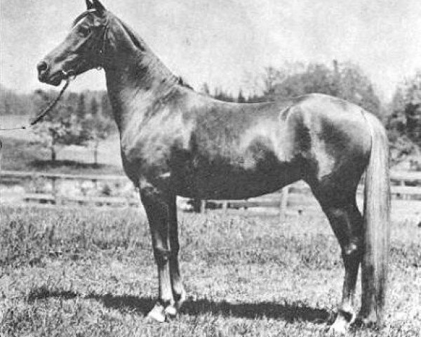 broodmare Amran ox (Arabian thoroughbred, 1912, from Deyr 1904 DB)