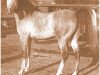 Deckhengst Jubilo ox (Vollblutaraber, 1942, von Caravan 1938 ox)