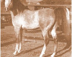 stallion Jubilo ox (Arabian thoroughbred, 1942, from Caravan 1938 ox)