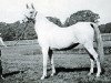 broodmare Somra EAO (Arabian thoroughbred, 1908, from Daoud 1899 ox)